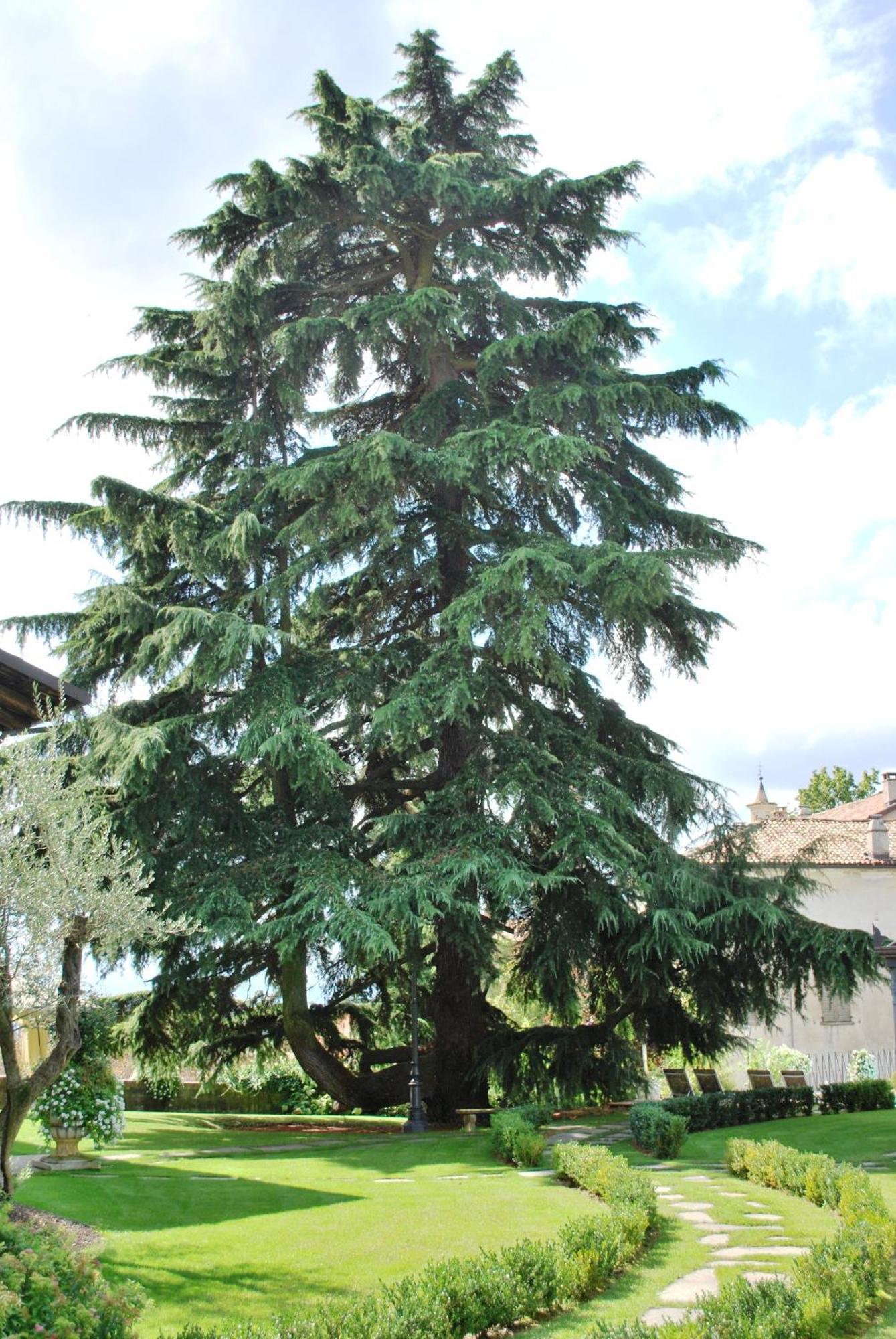 Hotel Villa Beccaris Monforte dʼAlba Esterno foto